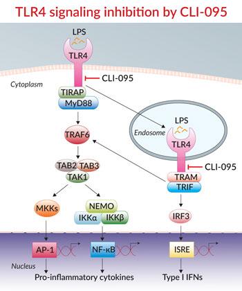 TLR4 signaling inhibition by CLI-095 TLR4 signaling inhibition by CLI-095