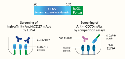 Potential applications of soluble hCD27-Fc protein Potential applications of soluble hCD27-Fc protein