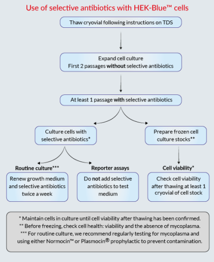 Use of selective antibiotics with HEK-Blue™ cells