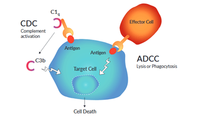 CDC and ADCC pathways