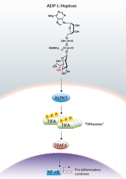 ADP-L-Heptose induced ALPK1-TIFA signaling