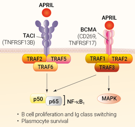 APRIL signaling and biological functions
