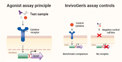 Agonist Screening Setup