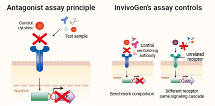 Antagonist Screening Setup