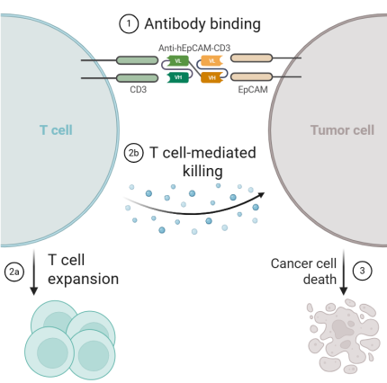 Mechanism of Action of Anti-EpCAM-CD3 Antibody