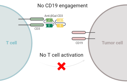 Binding of control bispecific antibody Anti-βGal-CD3 (no CD19 engagement)