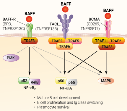 BAFF signaling and receptor functions