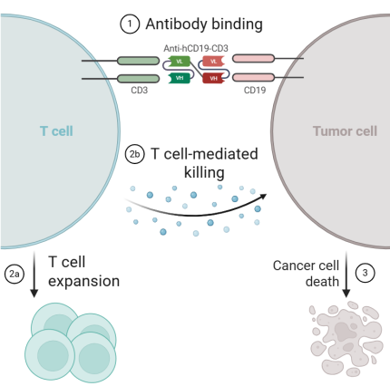 Mechanism of Action of Anti-CD19-CD3 Antibody