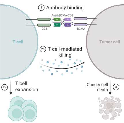 Mechanism of Action of Anti-BCMA-CD3 Antibody