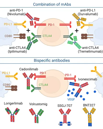 Targeting PD-1 antibody strategies