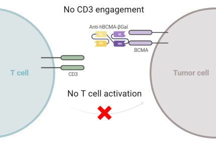 Binding of control bispecific antibody Anti-hBCMA-βGal (no CD3 engagement)