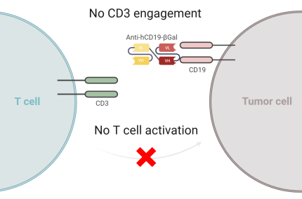 Binding of control bispecific antibody Anti-hCD19-βGal (no CD3 engagement)