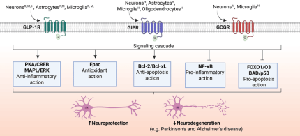 GLP-1R/GIPR/GCGR signaling in neuroprotection.
