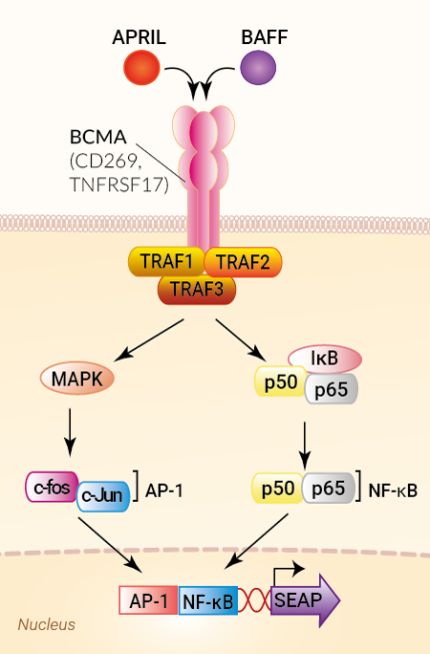 Signaling pathway in HEK-Blue™ BCMA cells