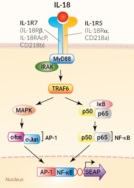 Signaling pathway in HEK-Blue™ IL-18 cells