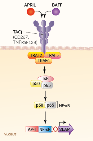 Signaling pathway in HEK-Blue™ TACI cells