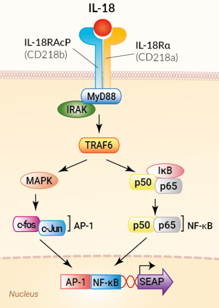 Signaling pathway in HEK-Blue™ mIL-18 cells