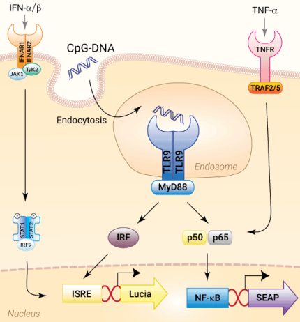 Signaling pathways in HEK-Dual™ hTLR9 cells Signaling pathways in HEK-Dual™ hTLR9 cells