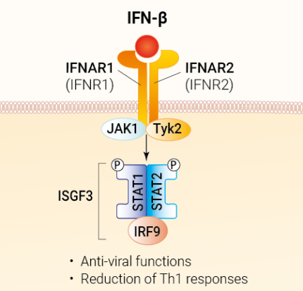 IFN-β signaling and biological functions
