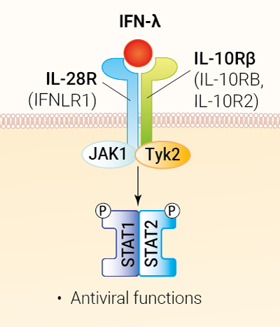 IL-29 signaling and biological functions