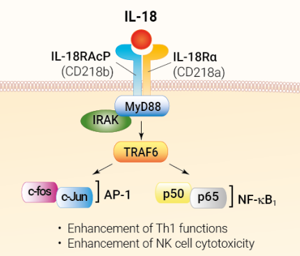 IL-18 signaling and biological functions