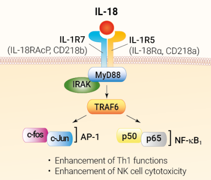 IL-18 signaling and biological functions