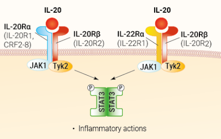IL-20 signaling and biological functions