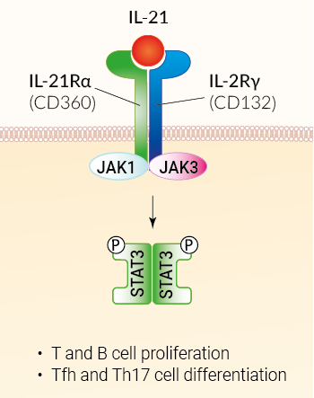 IL-21 signaling and biological functions