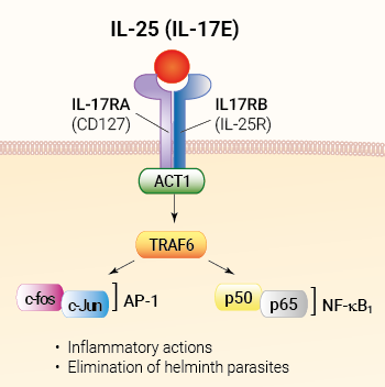 IL-25 signaling and biological functions