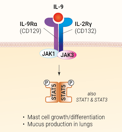 IL-9 signaling and biological functions IL-9 signaling and biological functions