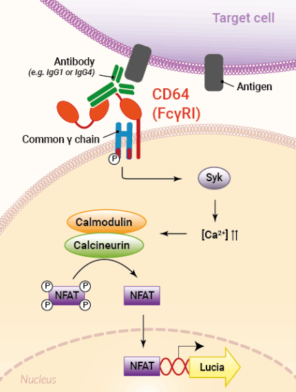 ADCP signaling pathway in Jurkat-Lucia™ NFAT-CD64 Cells ADCP signaling pathway in Jurkat-Lucia™ NFAT-CD64 Cells