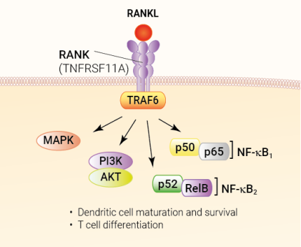 RANKL signaling and biological functions RANKL signaling and biological functions