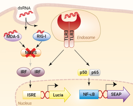 Signaling pathway in THP1-Dual™ hTLR3 KO-MAVS cells