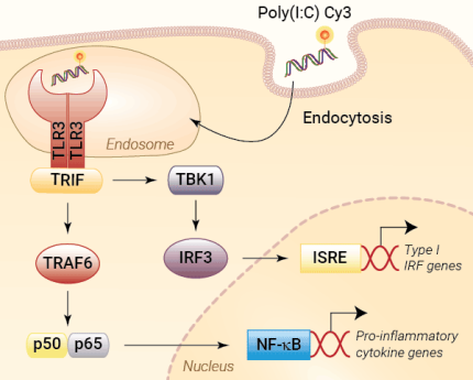 TLR3 activation by Poly(I:C) Cy3