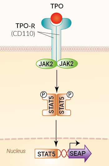 Signaling pathway in HEK-Blue™ TPO cells