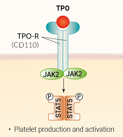 TPO signaling and biological functions