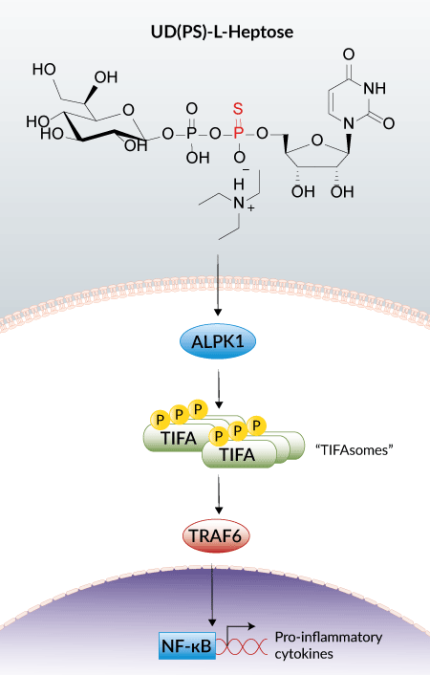 UD(PS)-Heptose induced ALPK1-TIFA signaling