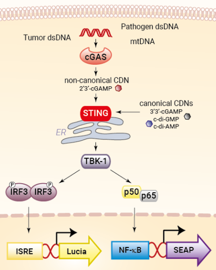 Signaling pathway in HEK-Dual™ cGAS cells