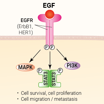 EGF signaling and biological functions