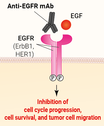 Binding of Anti-hEGFR Cetuximab
