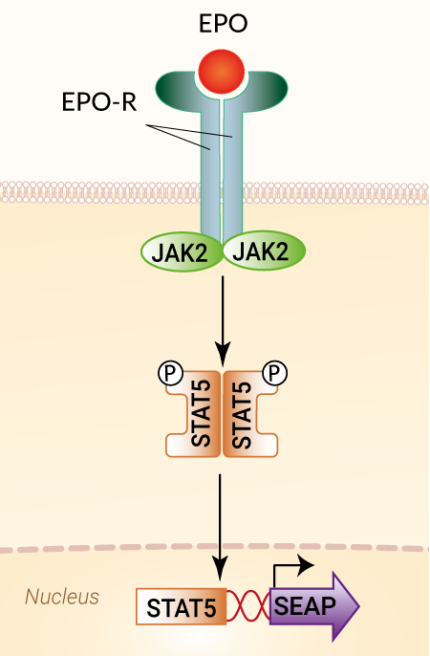 Signaling pathway in HEK-Blue™ EPO cells