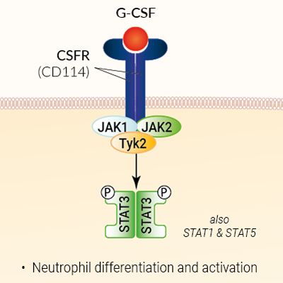 G-CSF signaling and biological functions