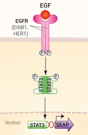 Signaling pathway in HEK-Blue™ EGF cells