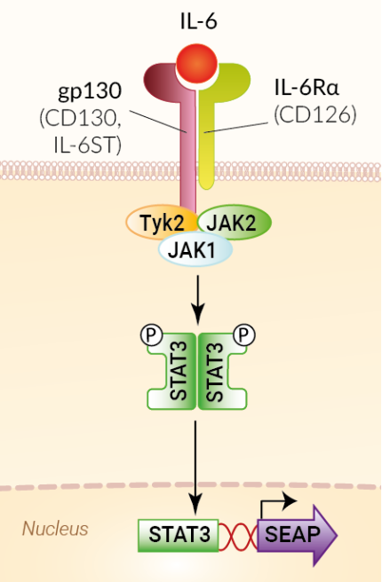 Signaling pathway in HEK-Blue™ mIL-6 cells