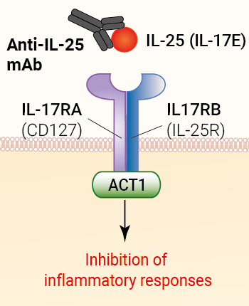 Binding of Anti-hIL-25 mAb