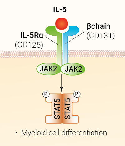IL-5 signaling and biological functions