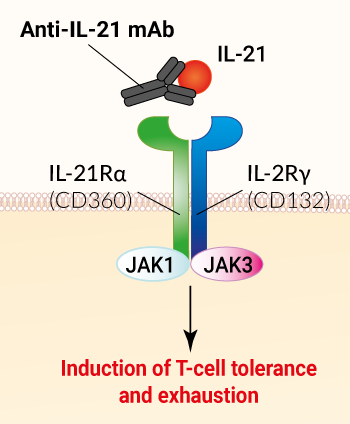 Binding of Anti-IL-21 Avizakimab