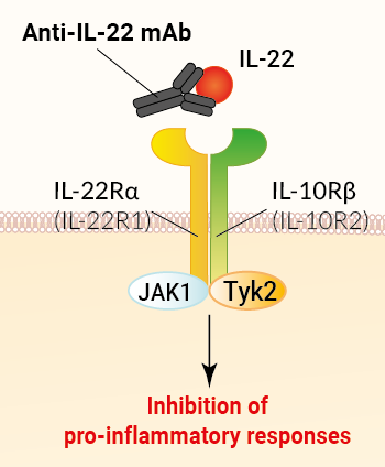 Binding of Anti-hIL-22 Fezakinumab