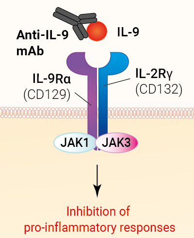 Binding of anti-IL-9 mAb Binding of anti-IL-9 mAb