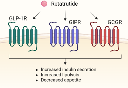 Binding of Retatrutide to GLP-1R, GIPR, and GCGR